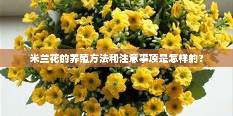 米兰花的养殖方法和注意事项是怎样的？