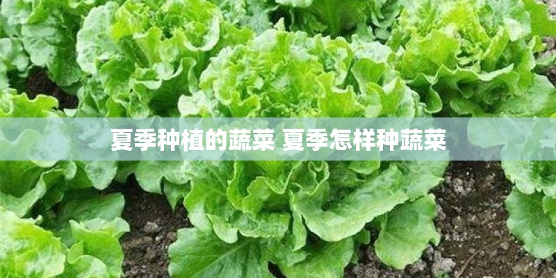 夏季种植的蔬菜 夏季怎样种蔬菜