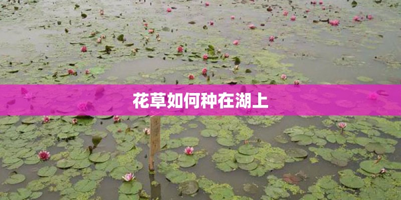 花草如何种在湖上