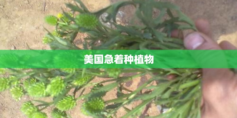 美国急着种植物