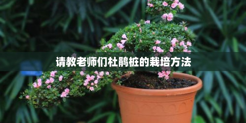 请教老师们杜鹃桩的栽培方法