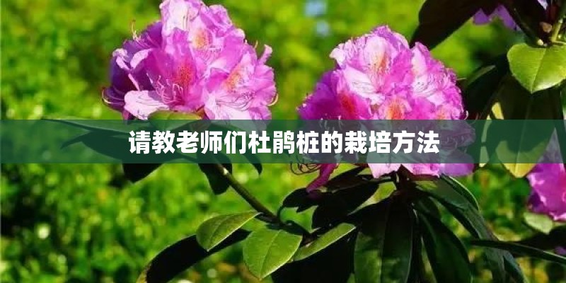 请教老师们杜鹃桩的栽培方法 请教老师们杜鹃桩的栽培方法