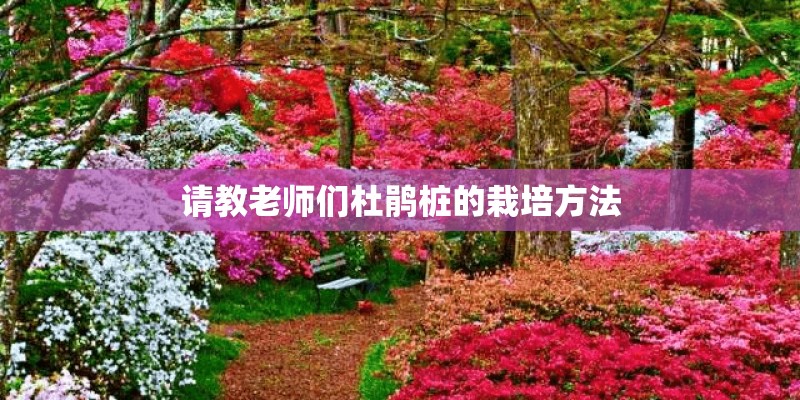 请教老师们杜鹃桩的栽培方法 请教老师们杜鹃桩的栽培方法