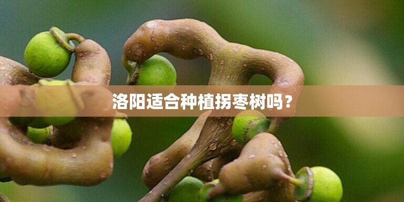 洛阳适合种植拐枣树吗？