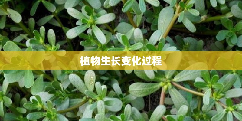 植物生长变化过程