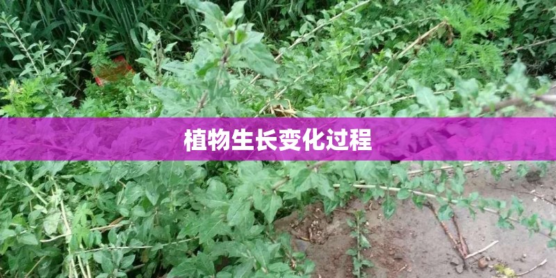 植物生长变化过程