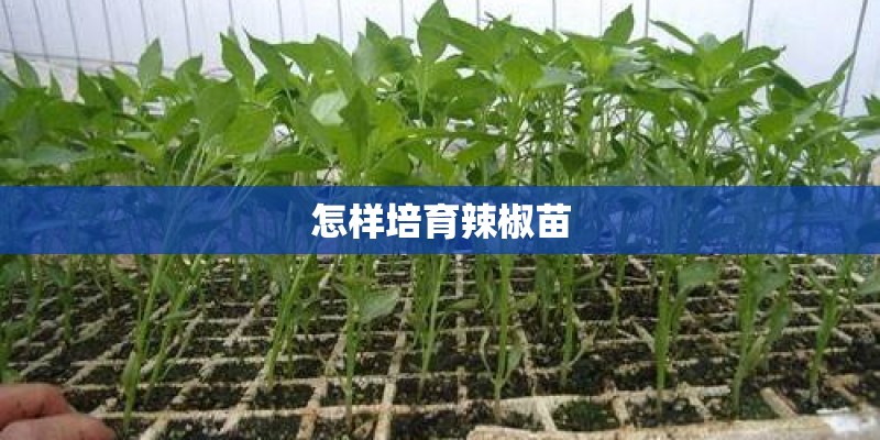 怎样培育辣椒苗