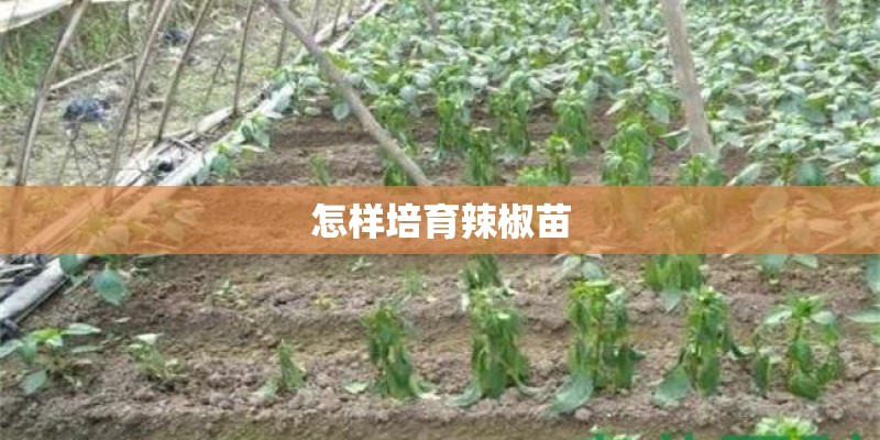 怎样培育辣椒苗