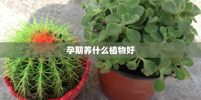 孕期养什么植物好