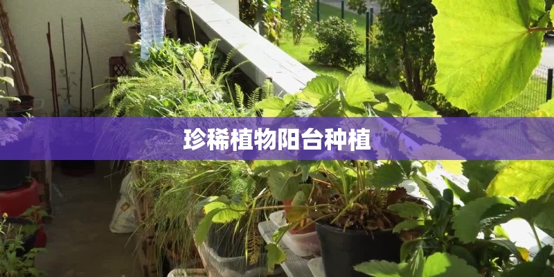 珍稀植物阳台种植