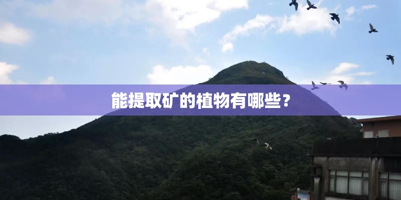 能提取矿的植物有哪些？