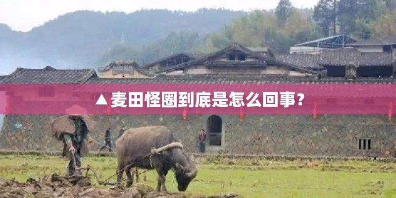 ▲麦田怪圈到底是怎么回事？