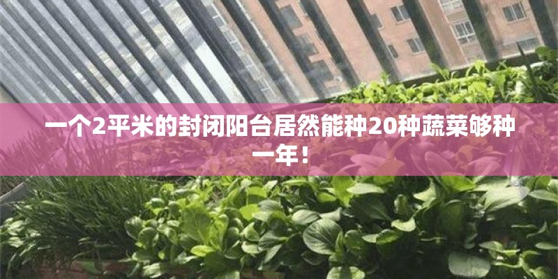 一个2平米的封闭阳台居然能种20种蔬菜够种一年！