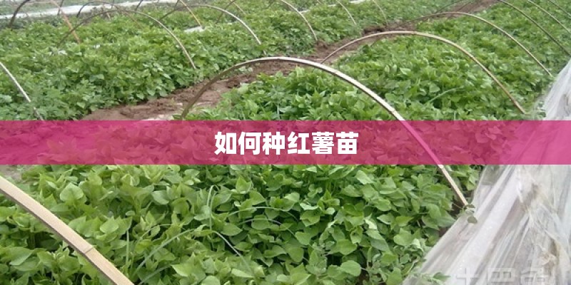 如何种红薯苗
