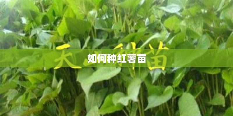 如何种红薯苗