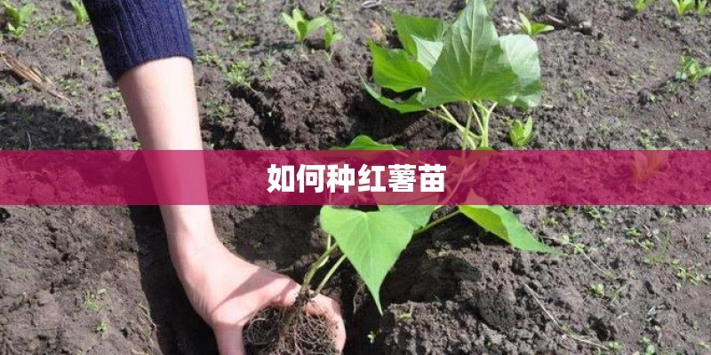 如何种红薯苗