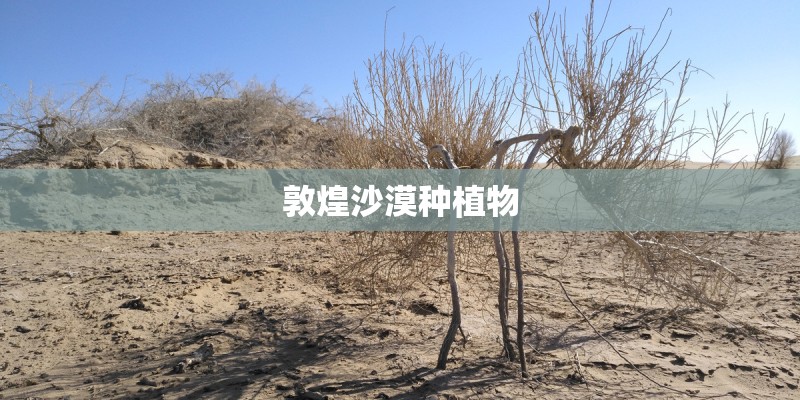 敦煌沙漠种植物