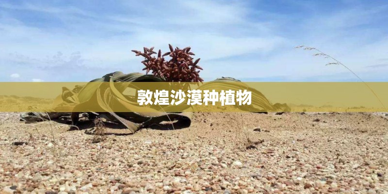 敦煌沙漠种植物