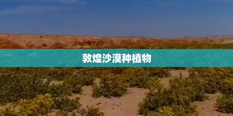 敦煌沙漠种植物