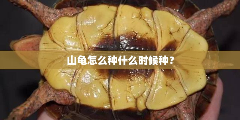 山龟怎么种什么时候种？