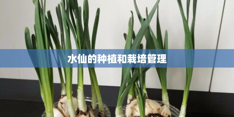 水仙的种植和栽培管理
