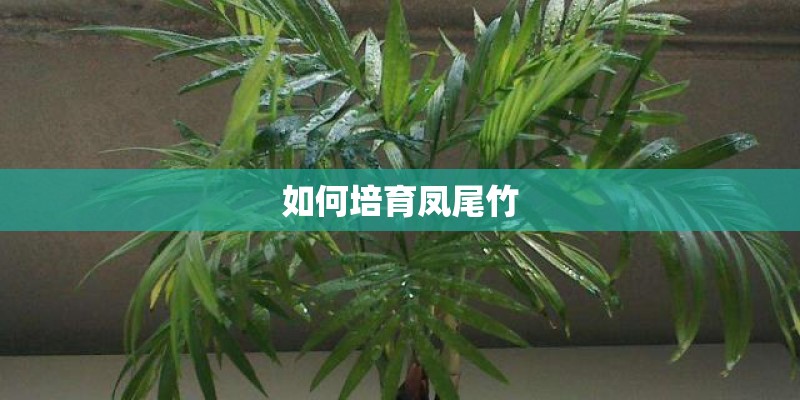 如何培育凤尾竹
