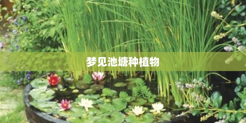 梦见池塘种植物
