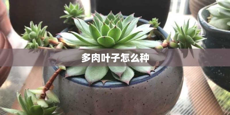 多肉叶子怎么种