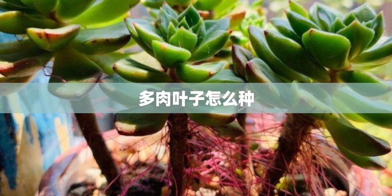 多肉叶子怎么种