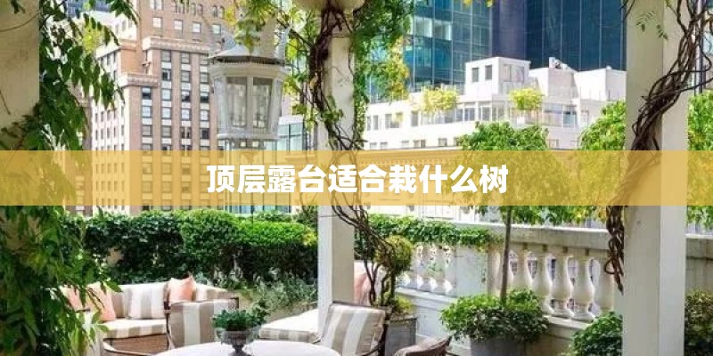 顶层露台适合栽什么树