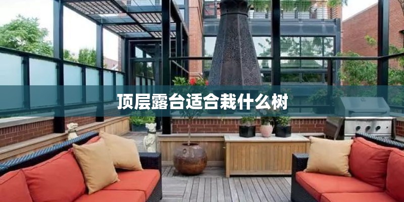 顶层露台适合栽什么树