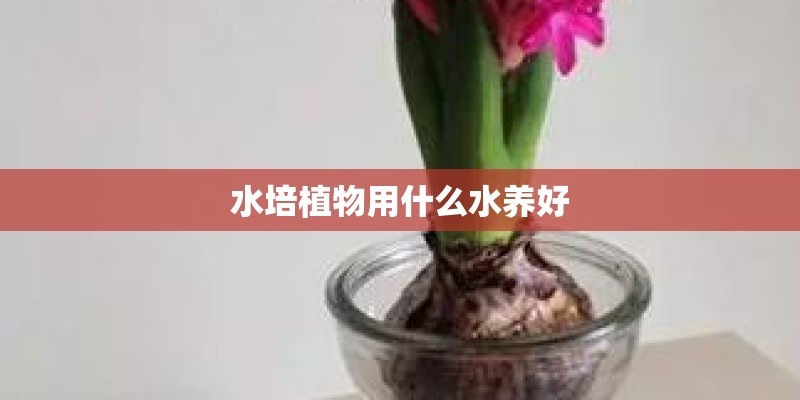 水培植物用什么水养好