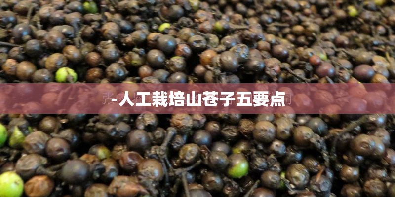 -人工栽培山苍子五要点