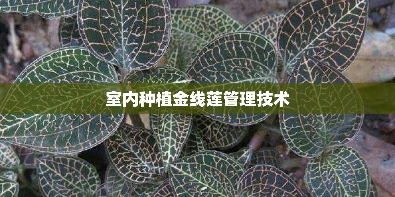 室内种植金线莲管理技术