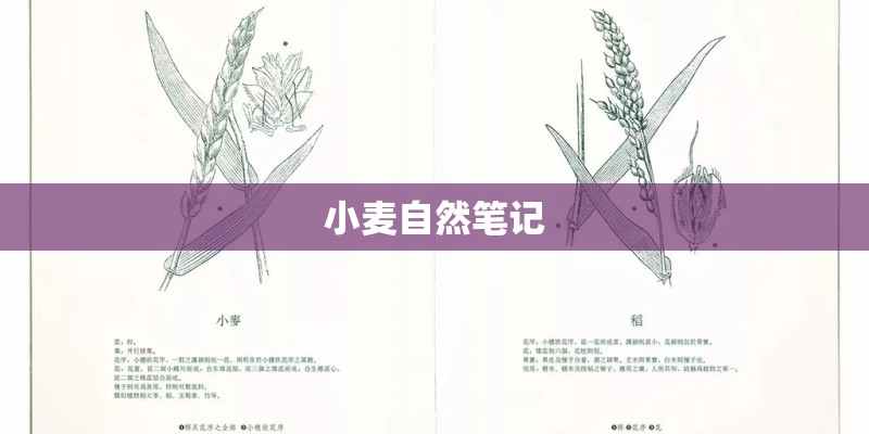 小麦自然笔记
