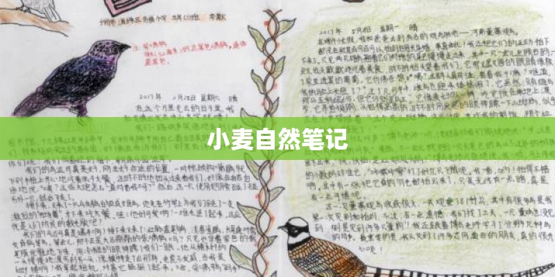 小麦自然笔记