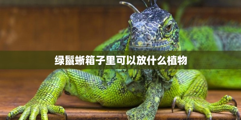 绿鬣蜥箱子里可以放什么植物