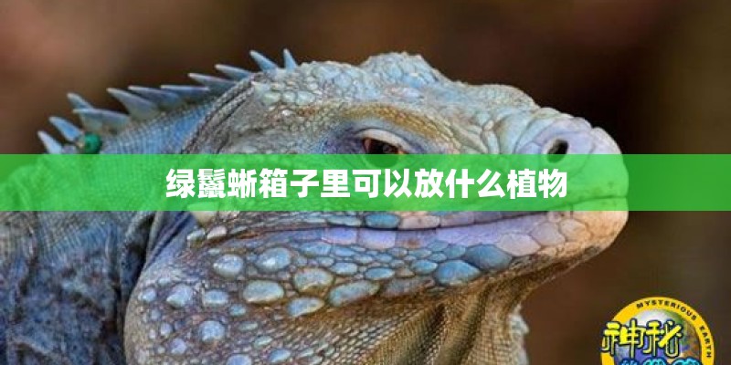 绿鬣蜥箱子里可以放什么植物