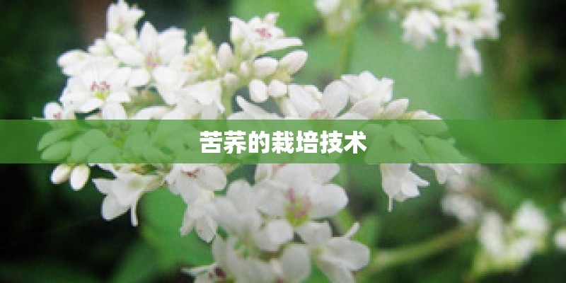 苦荞的栽培技术
