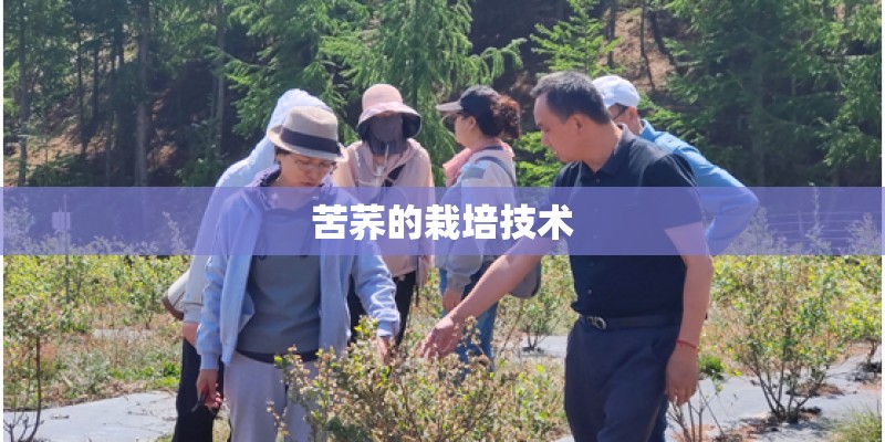 苦荞的栽培技术