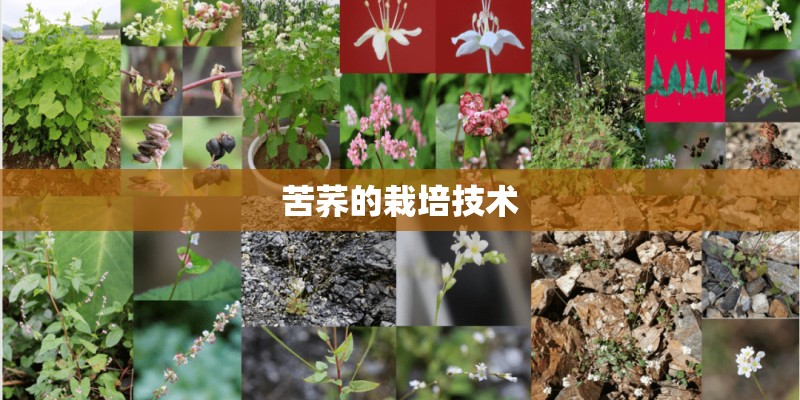 苦荞的栽培技术