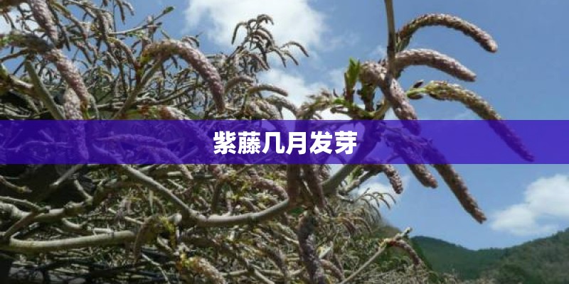 紫藤几月发芽