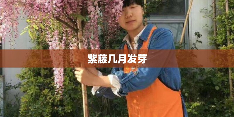 紫藤几月发芽