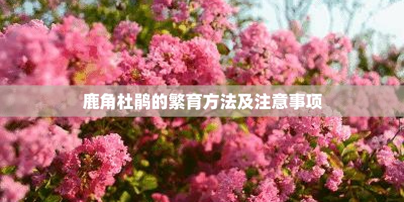 鹿角杜鹃的繁育方法及注意事项