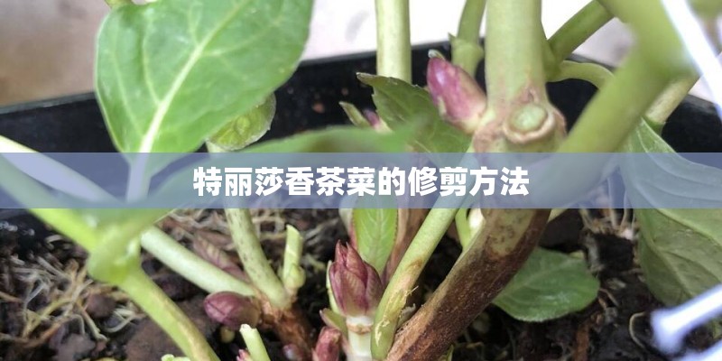 特丽莎香茶菜的修剪方法