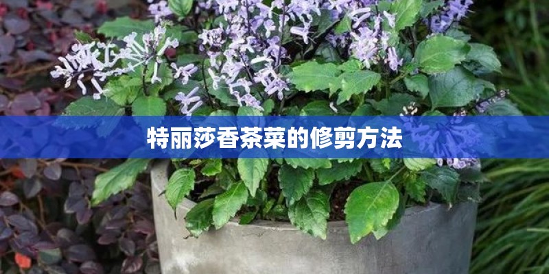 特丽莎香茶菜的修剪方法