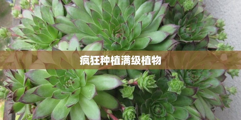 疯狂种植满级植物