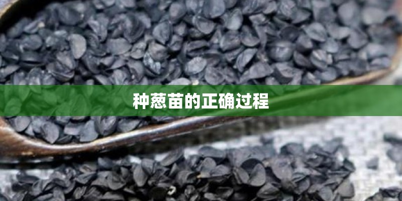种葱苗的正确过程