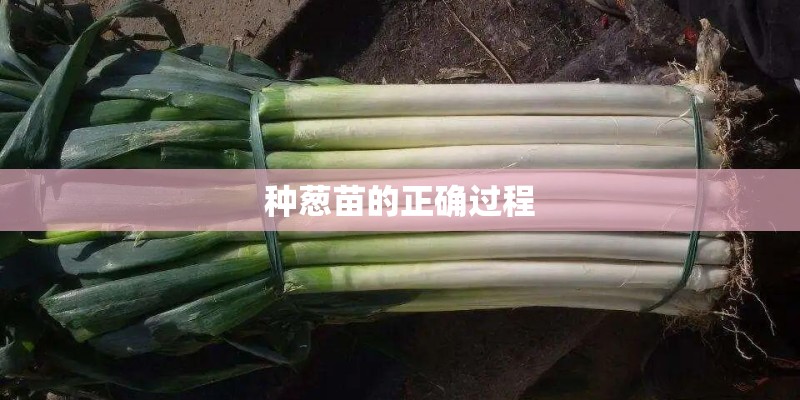 种葱苗的正确过程