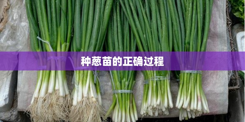 种葱苗的正确过程
